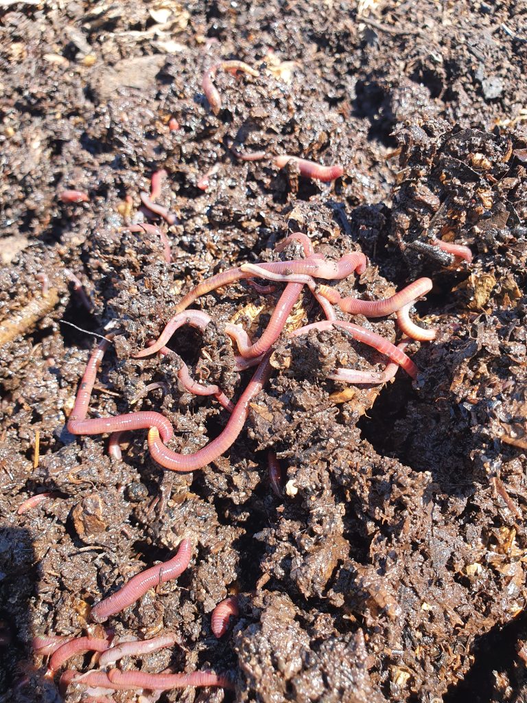 Worm Tech Soil